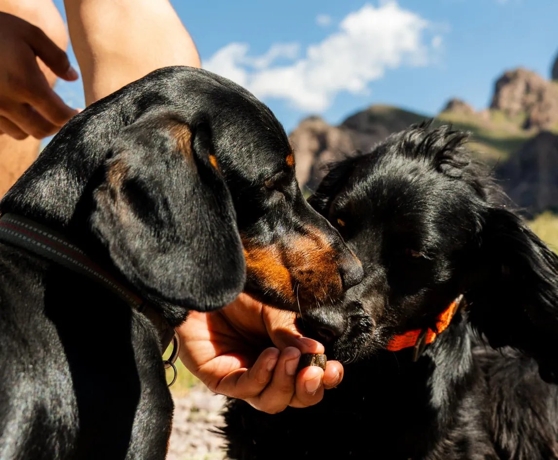 Dog with Allergy Relief chews