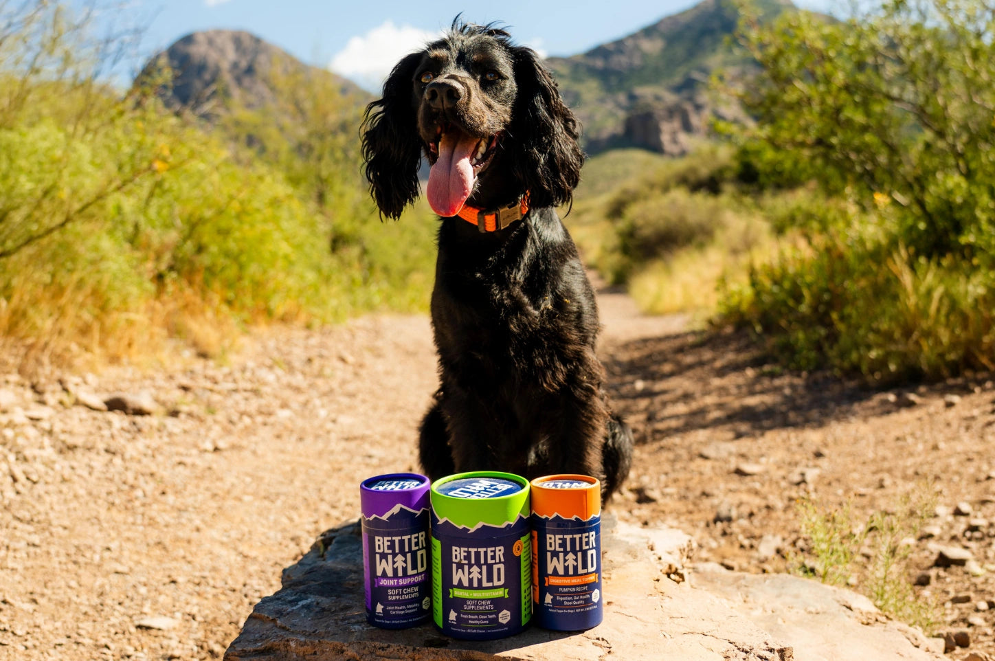 Dog outdoors
